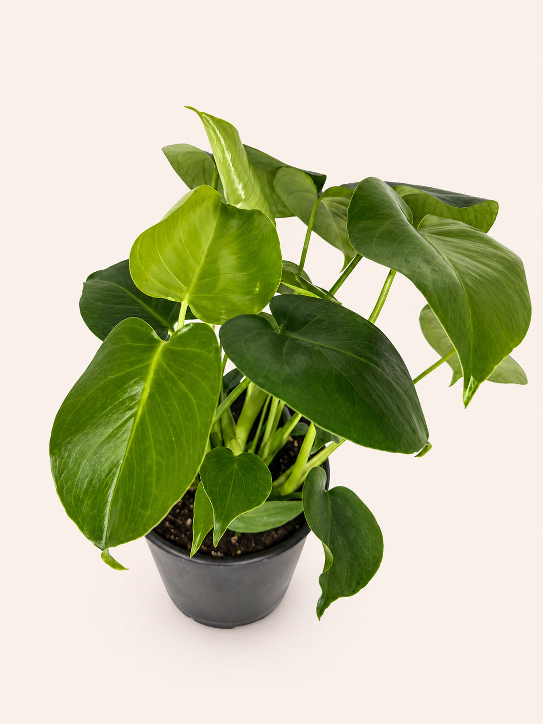Monstera Deliciosa 4 inch