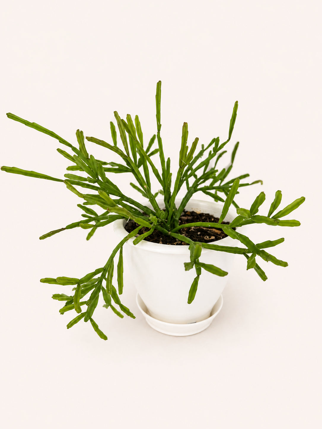 Rhipsalis Mistletoe Cactus