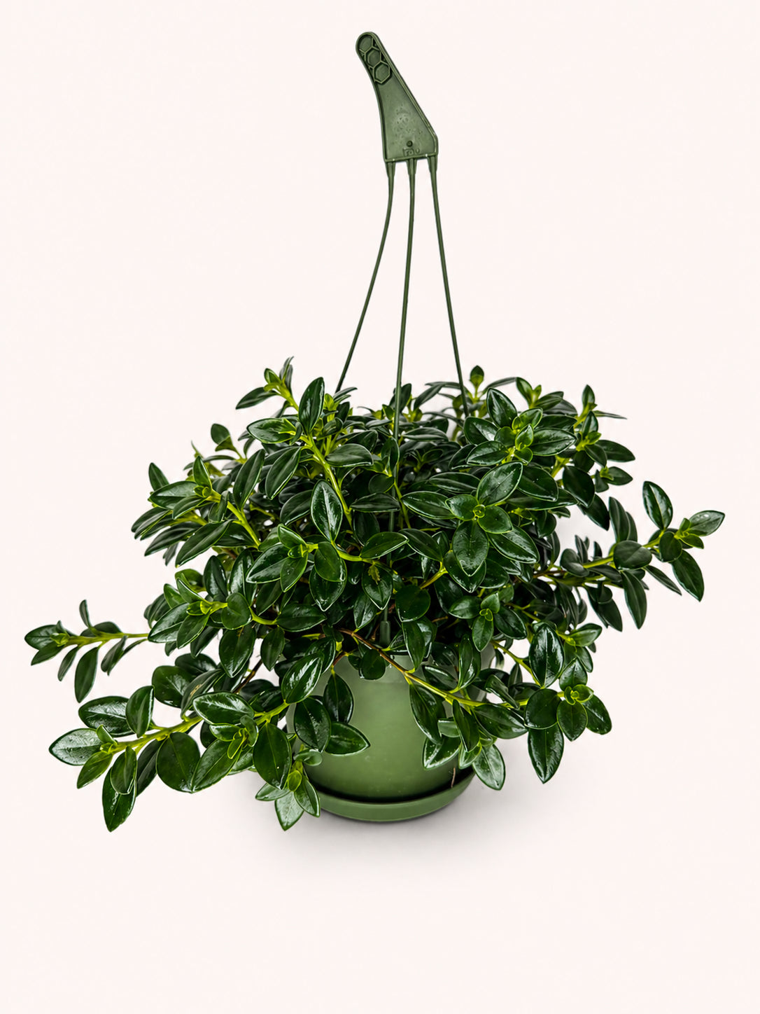 Goldfish Plant 4 inch