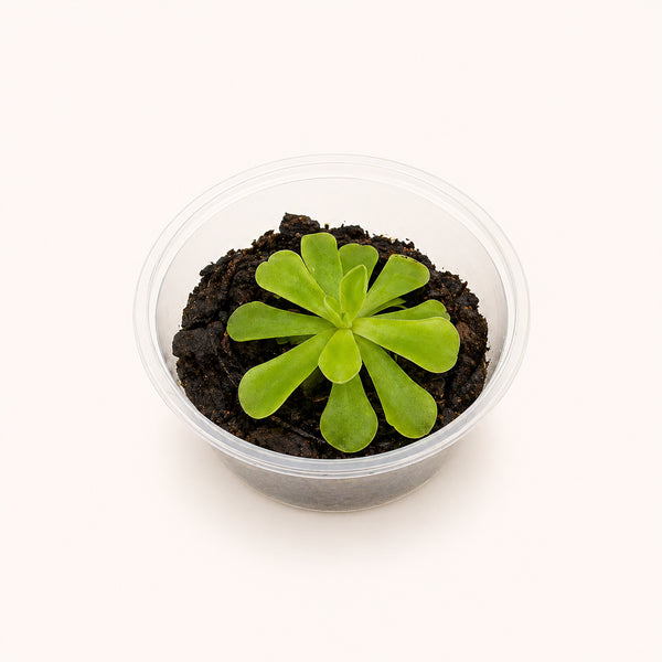 Pinguicula esseriana Butterwort