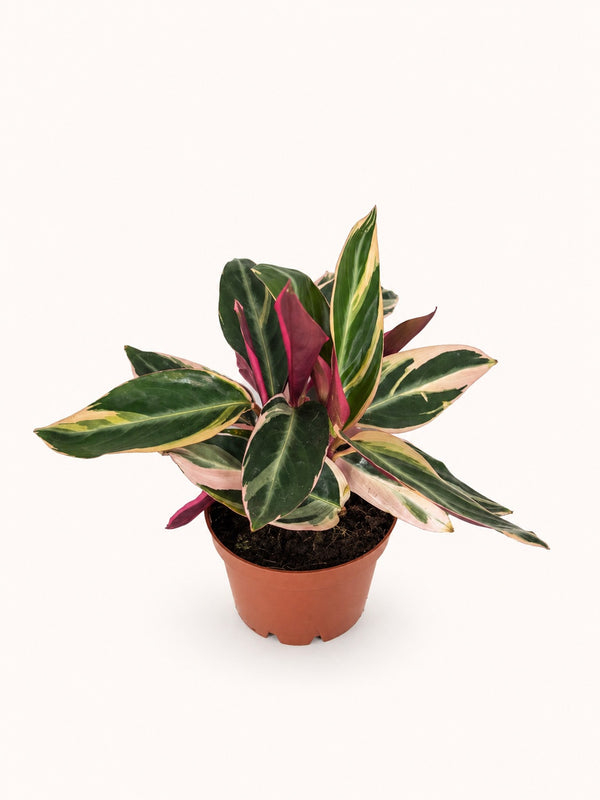 Triostar Stromanthe