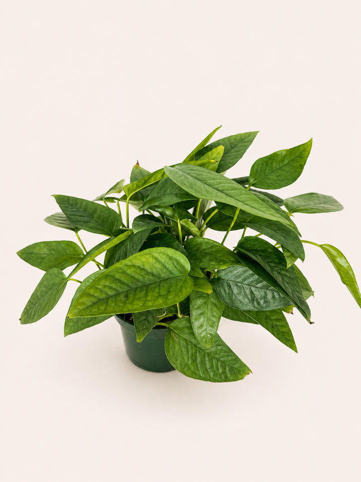 Cebu Blue Pothos
