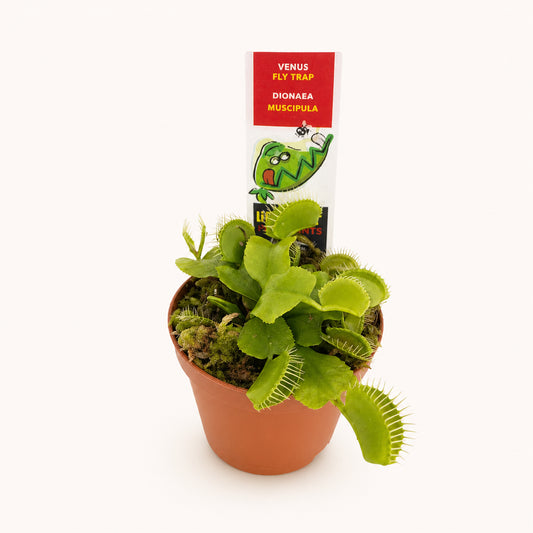 Venus Fly Trap