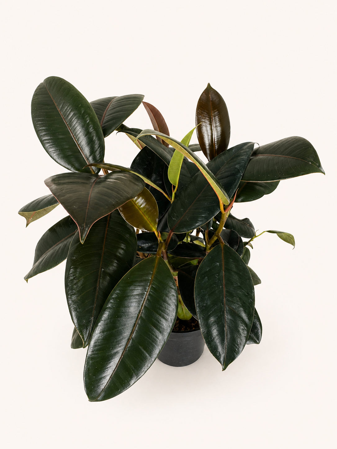 Ficus Burgundy Rubber