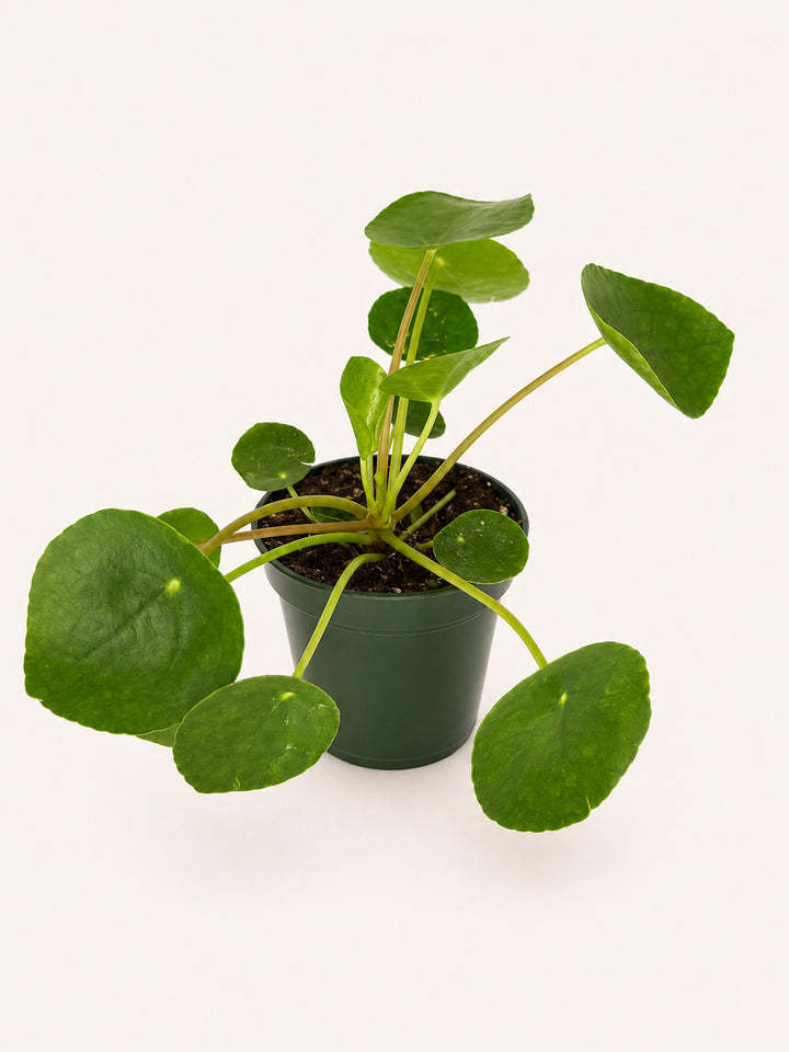 Pilea Peperomioides