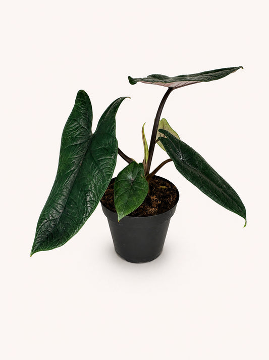 Alocasia Scalprum