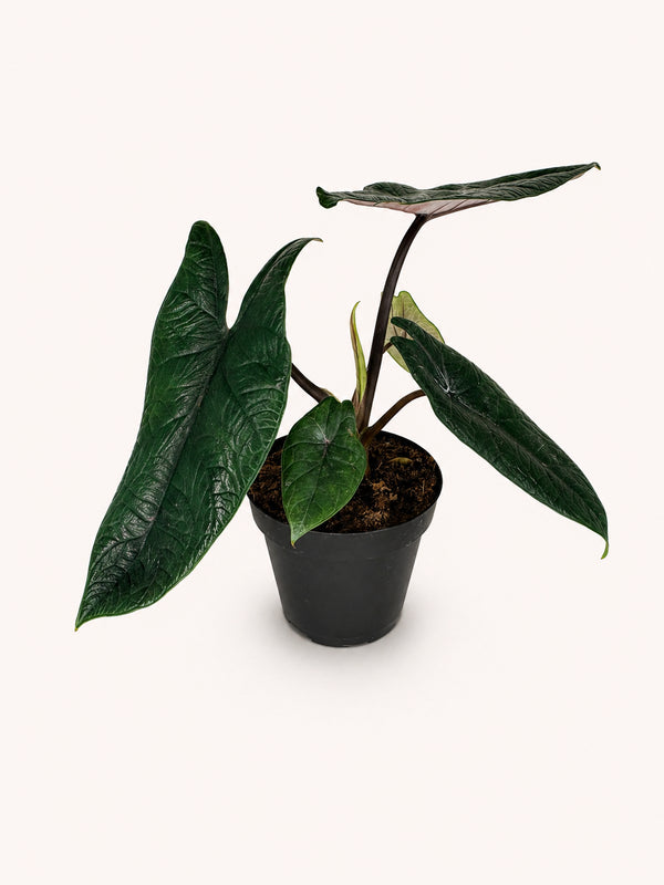 Alocasia Scalprum