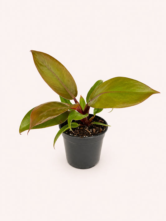 Philodendron Prince of Orange