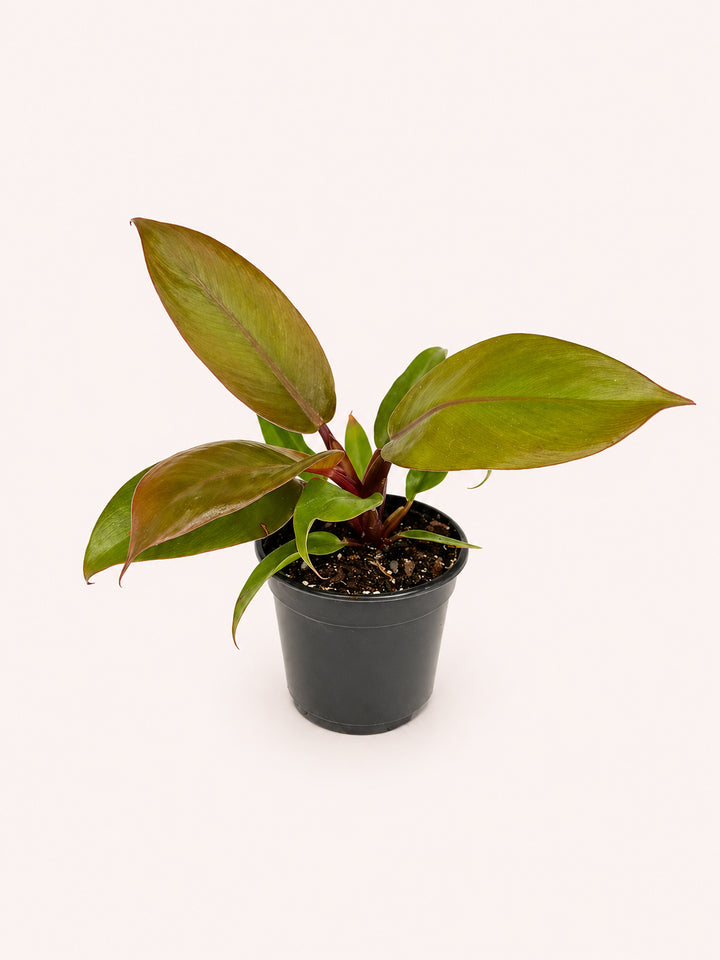 Philodendron Prince of Orange