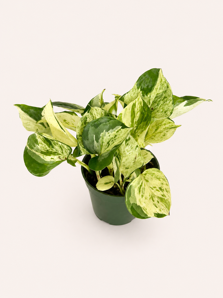Manjula Pothos