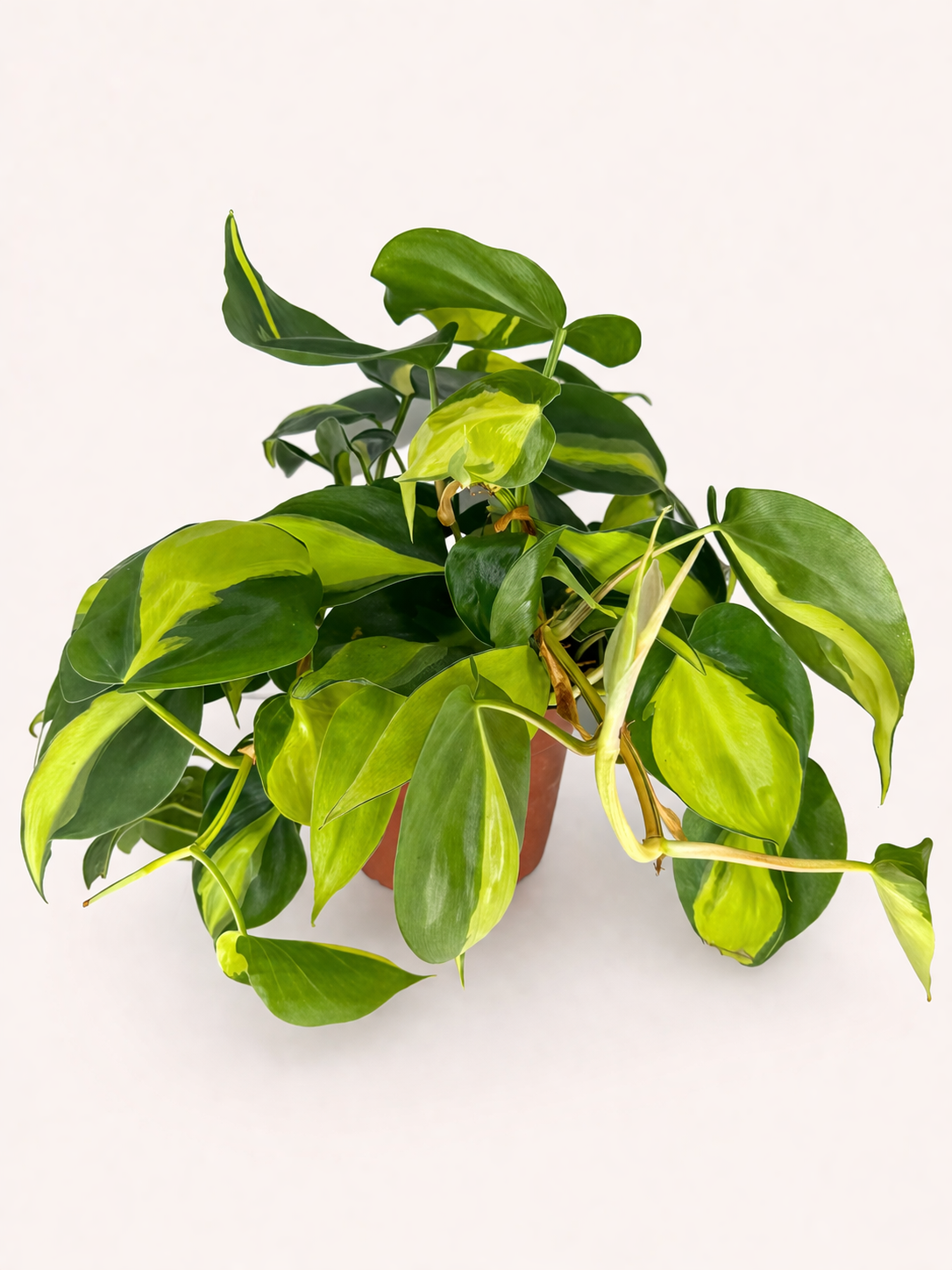 Philodendron Brasil 4 inch