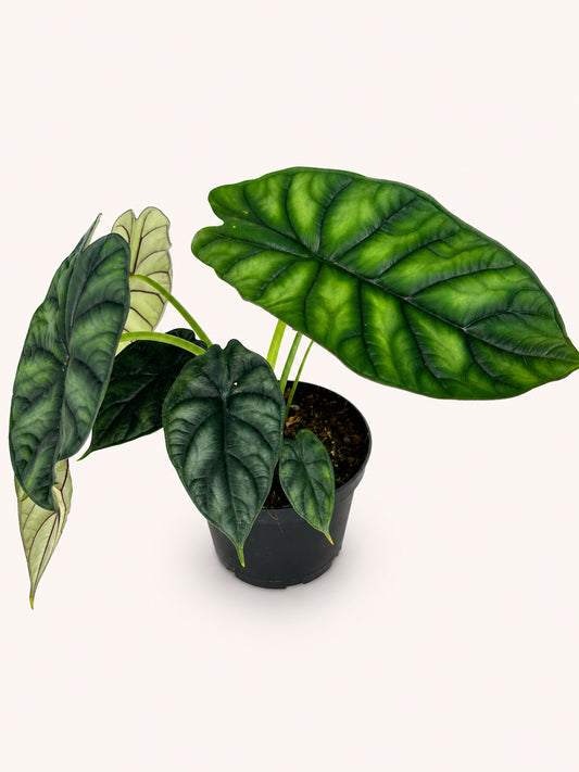 Alocasia Baginda Dragon Scale 4 inch