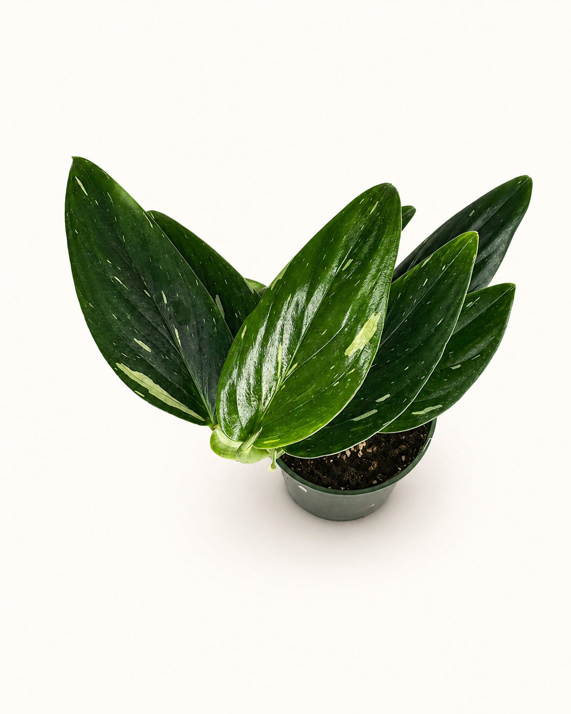 Monstera Standleyana Albo