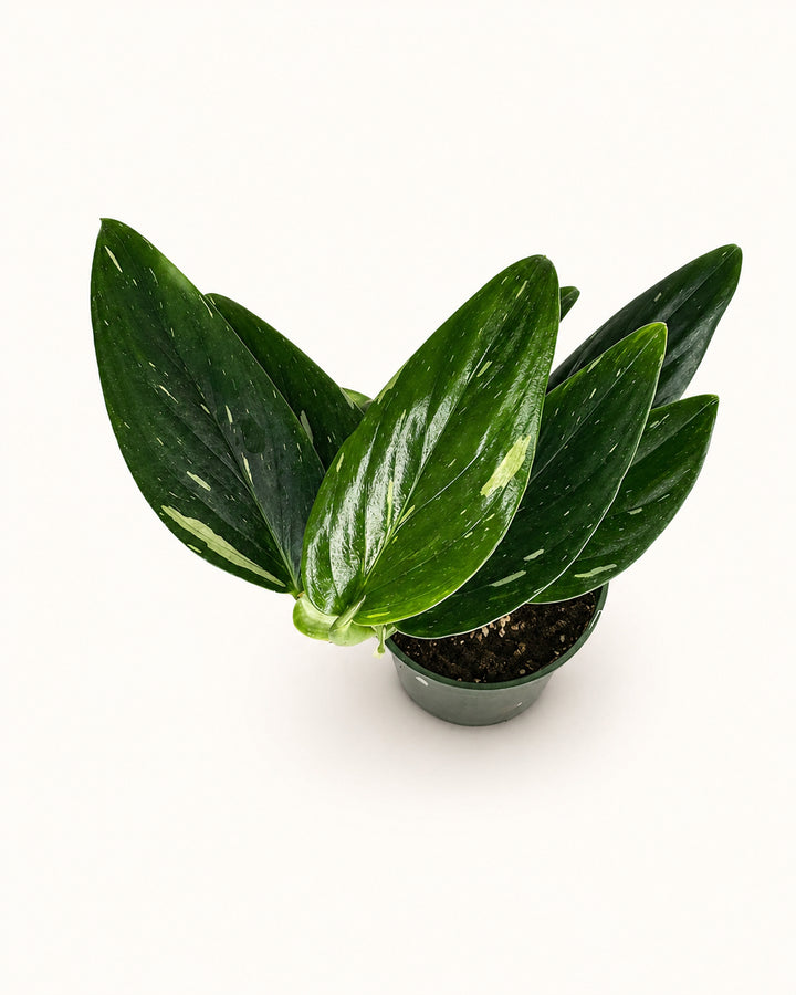 Monstera Standleyana Albo