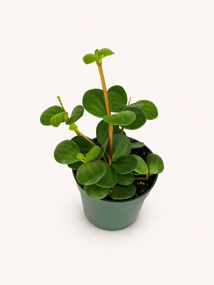 Peperomia Hope