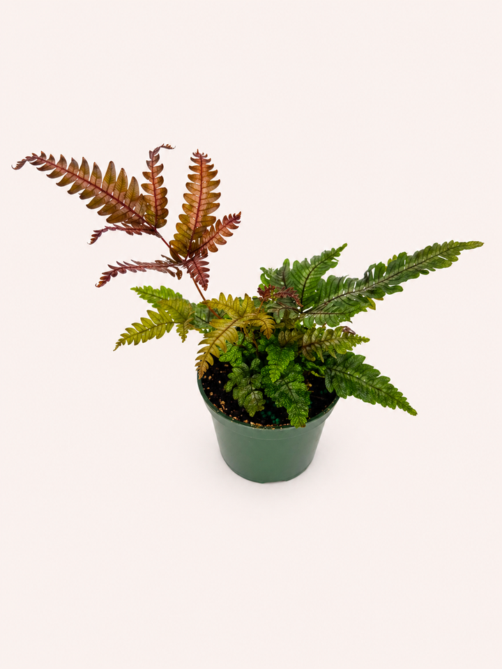 Candy Stripe Fern