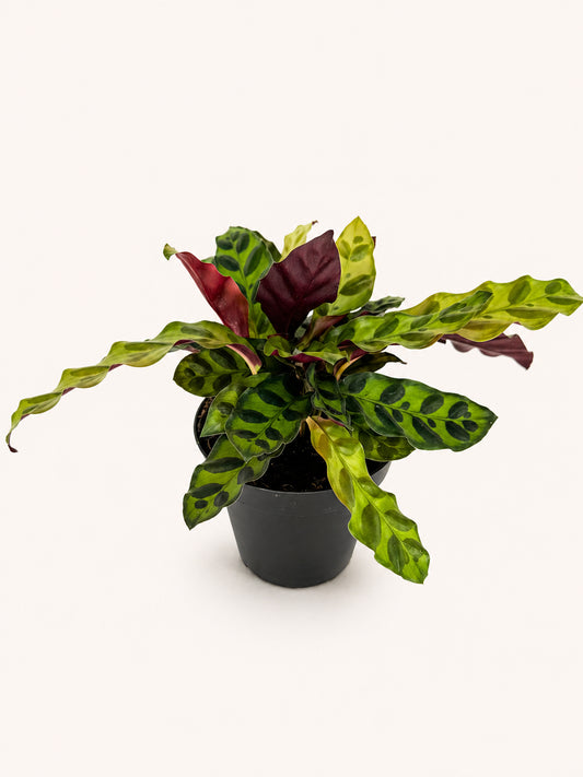 Rattlesnake Calathea