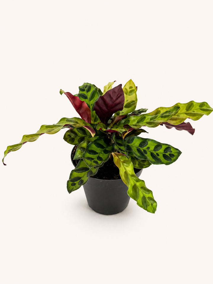 Rattlesnake Calathea