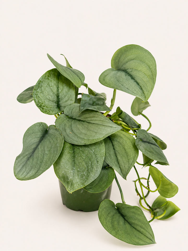 Scindapsus Silver Hero