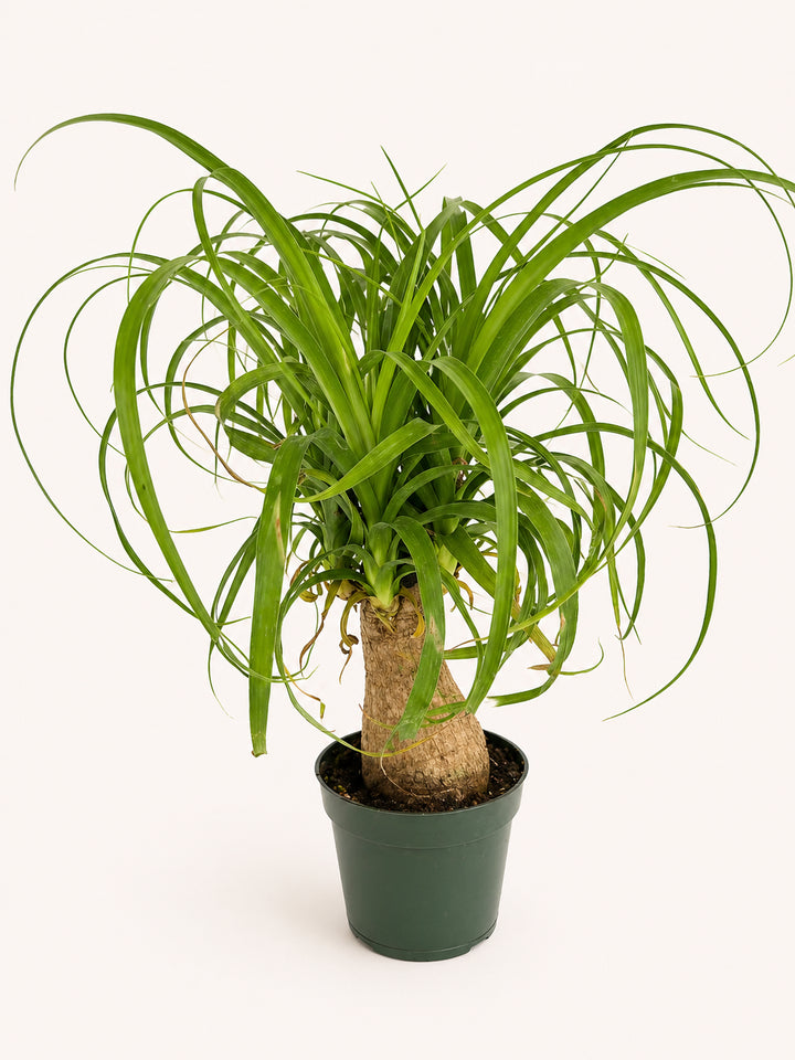 Ponytail Palm