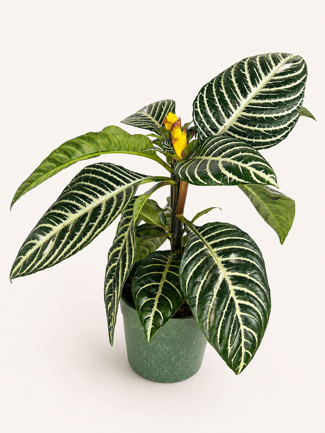 Zebra Plant 4 inch