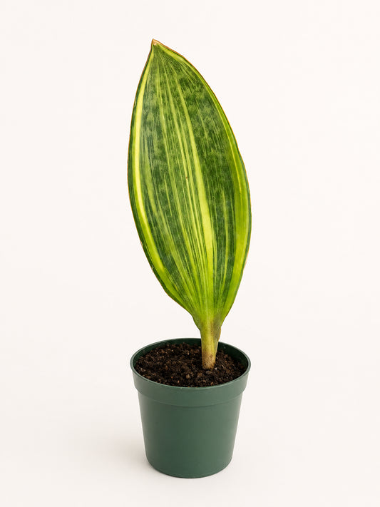Variegated Whale Fin Snake Plant