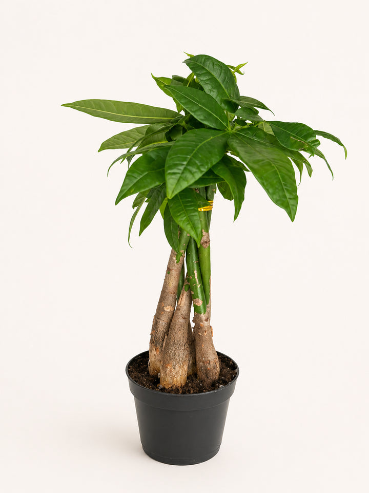 Money Tree