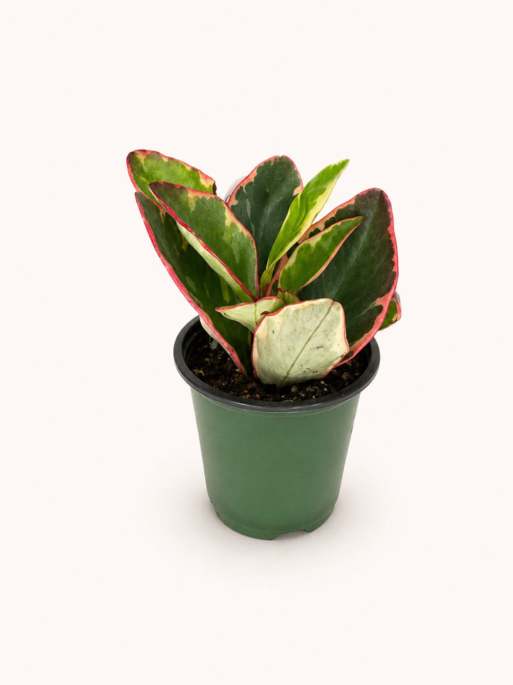 Peperomia Ginny