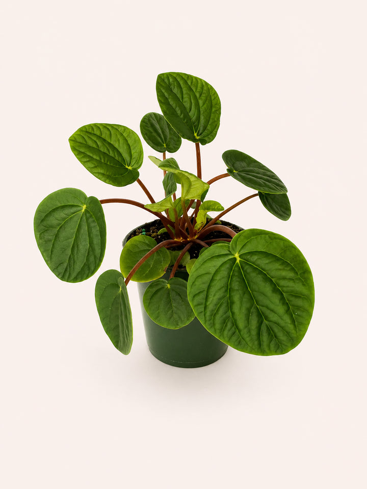 Peperomia Rana Verde