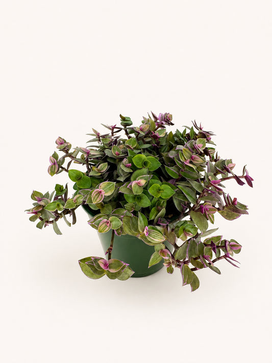 Callisia Pink Passion 3.5 inch