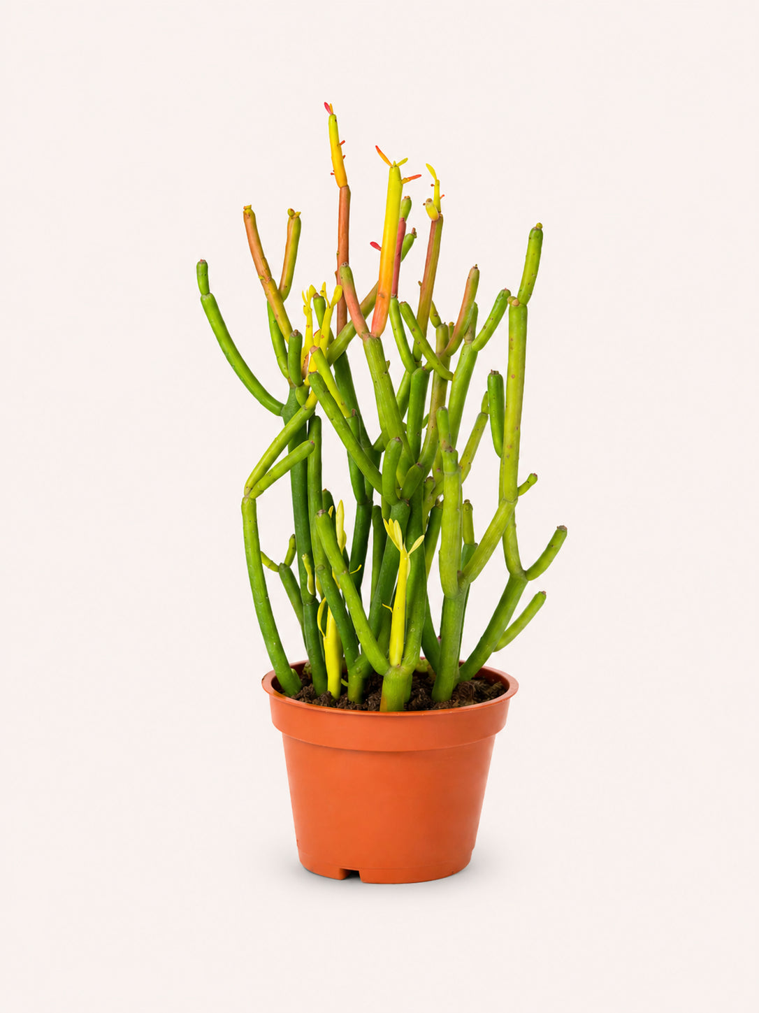 Fire Stick Cactus 4 inch