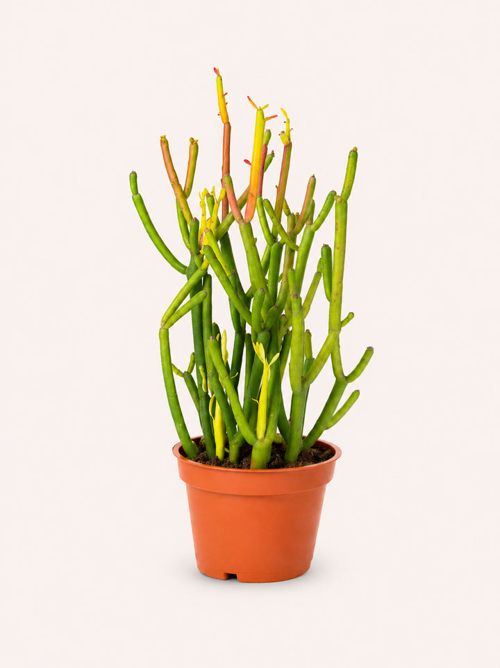 Fire Stick Cactus