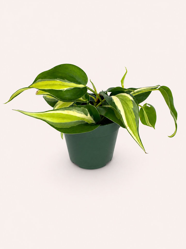 Philodendron Silver Stripe