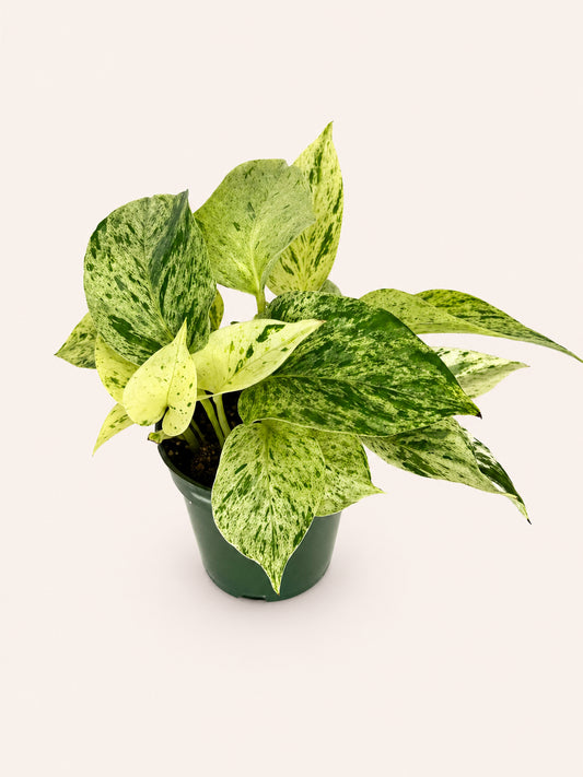 Snow Queen Pothos