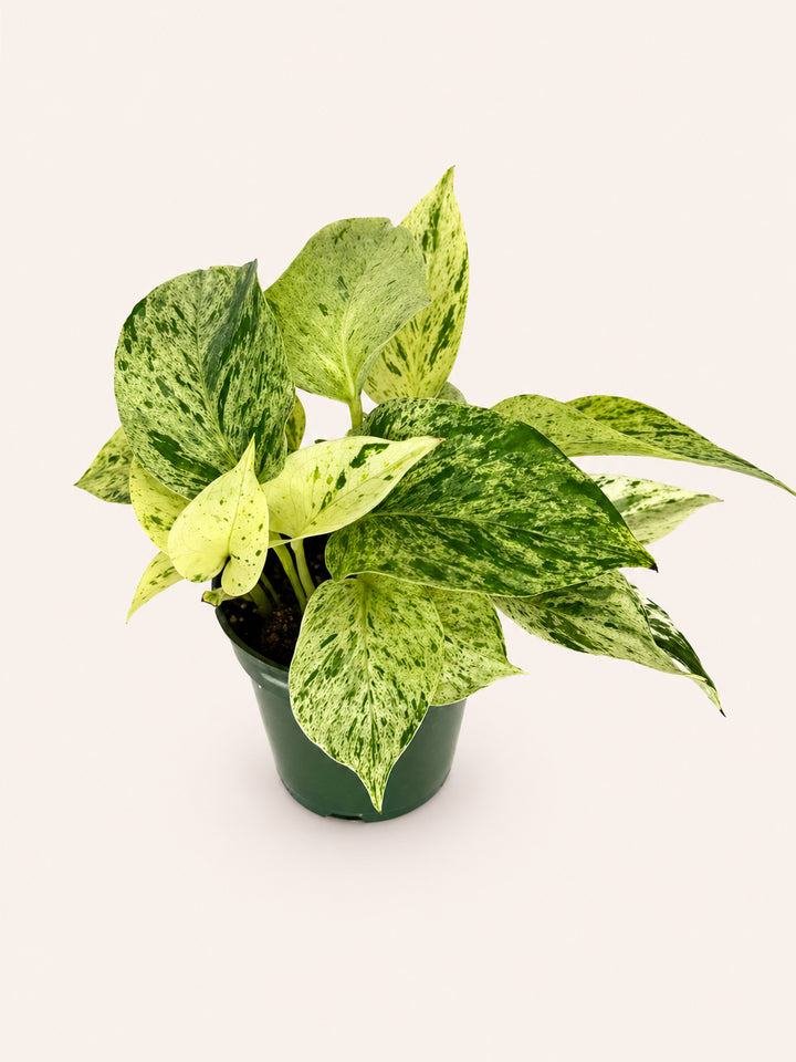 Snow Queen Pothos