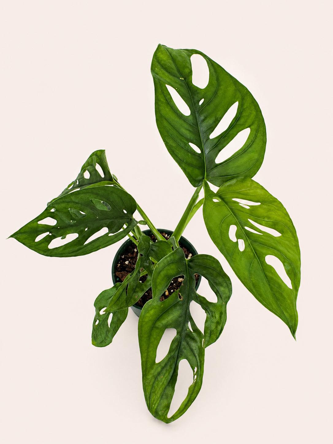 Monstera Adansonii