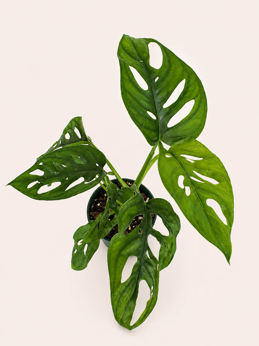 Monstera Adansonii