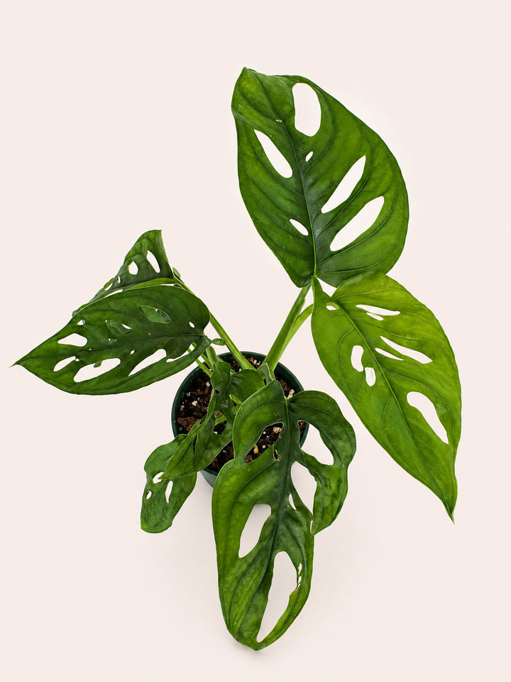 Monstera Adansonii