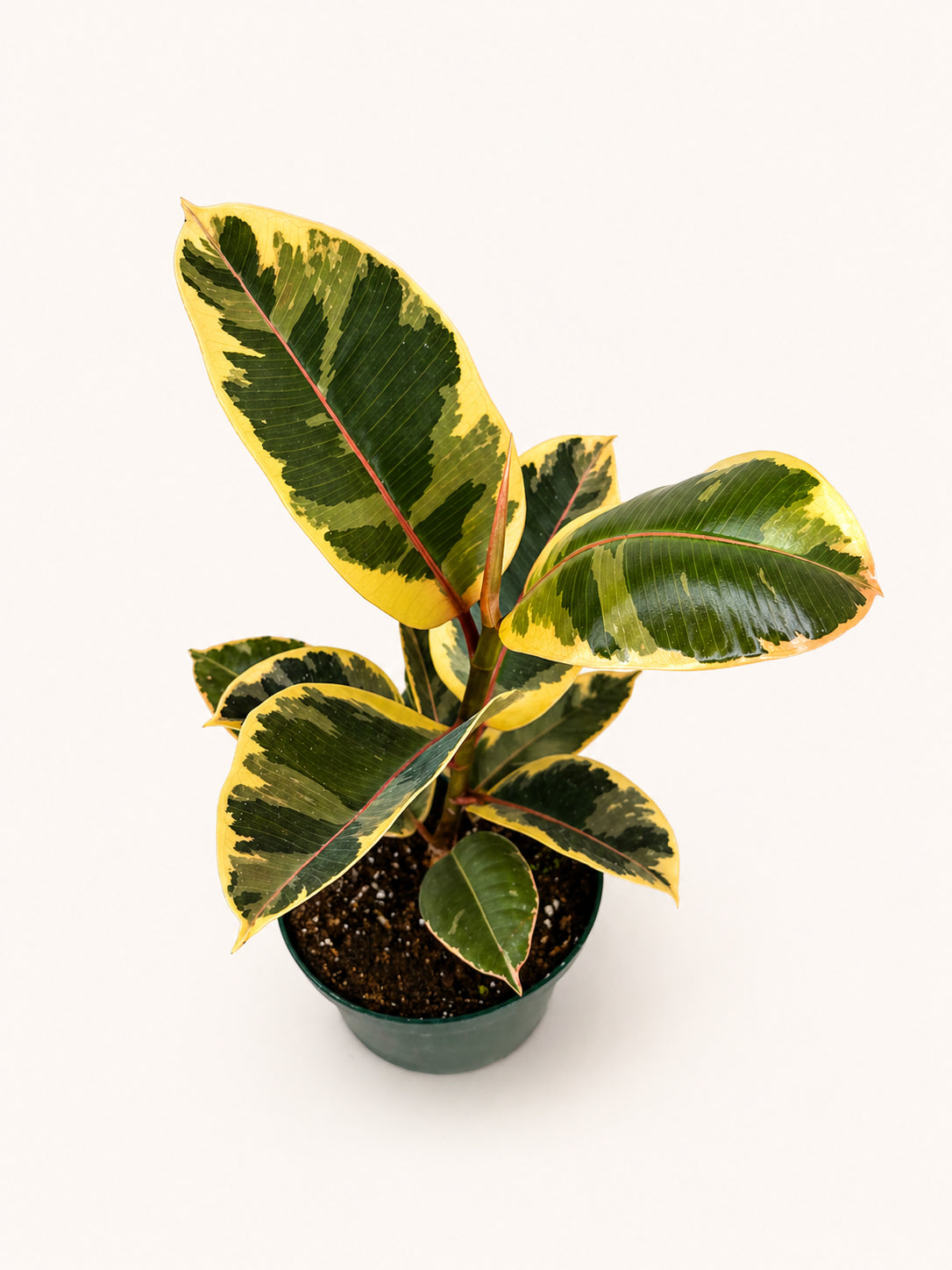 Ficus Tineke
