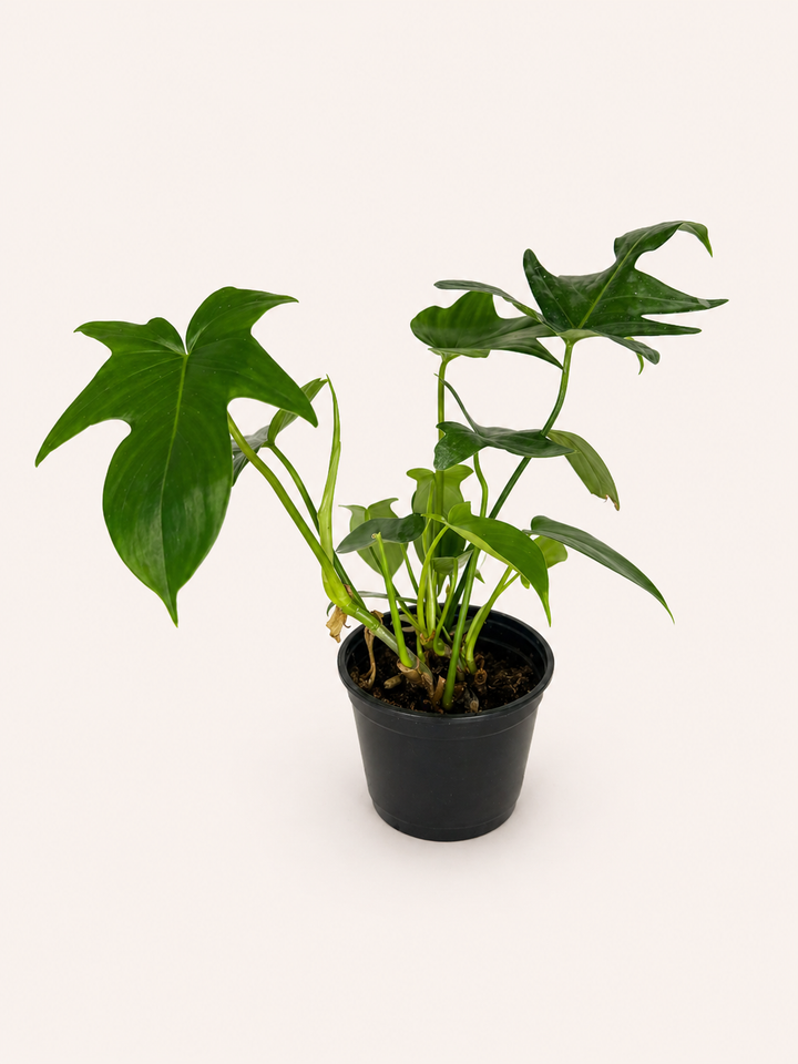 Philodendron Florida Green