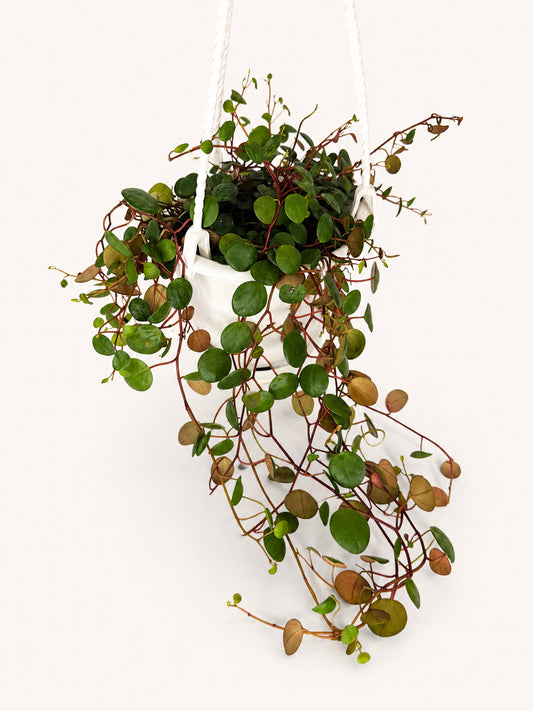 Peperomia Ruby Cascade