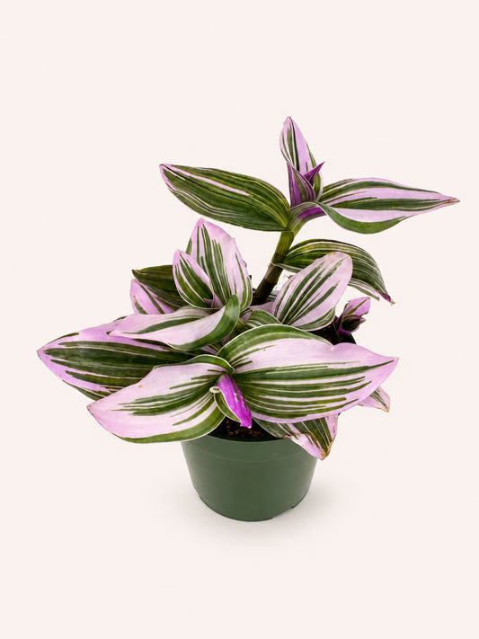 Tradescantia Nanouck Bubblegum 4 inch