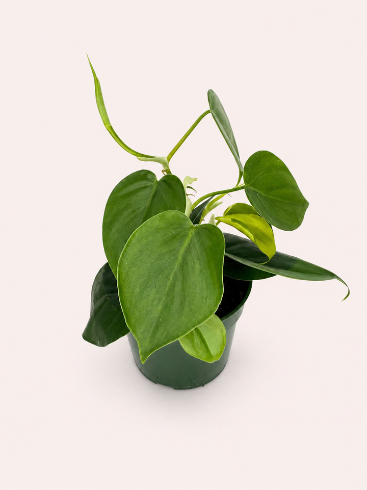 Heart Leaf Philodendron