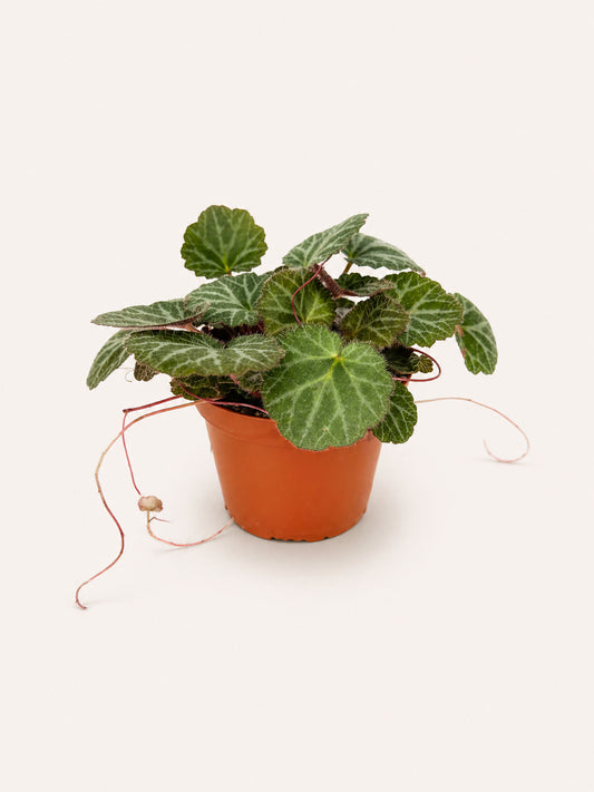 Strawberry Begonia