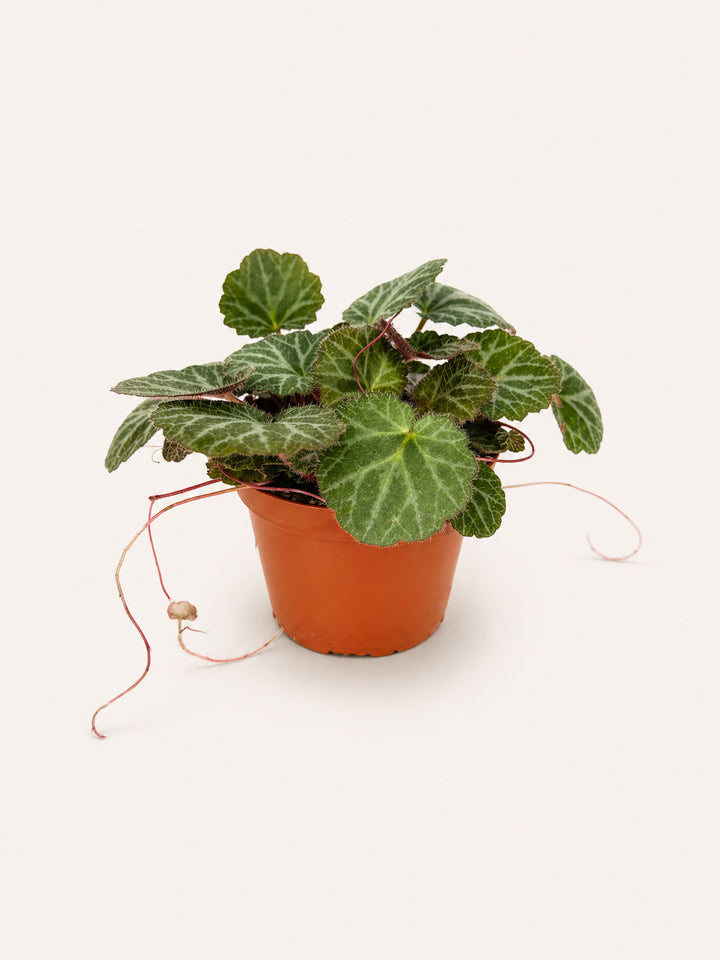 Strawberry Begonia