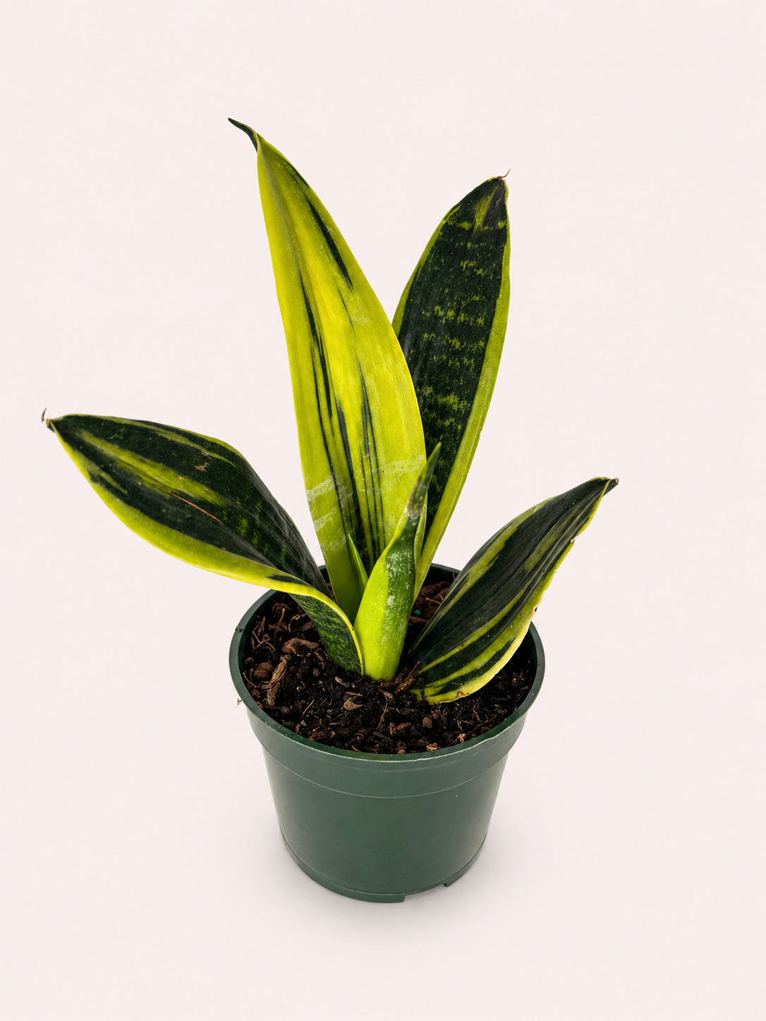 Golden Flame Snake Plant