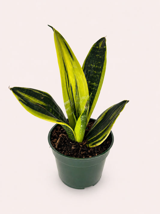 Golden Flame Snake Plant