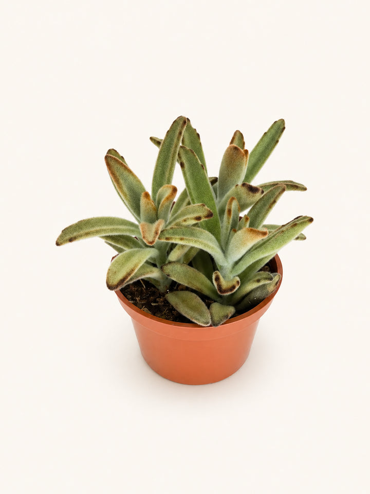 Kalanchoe Panda Plant