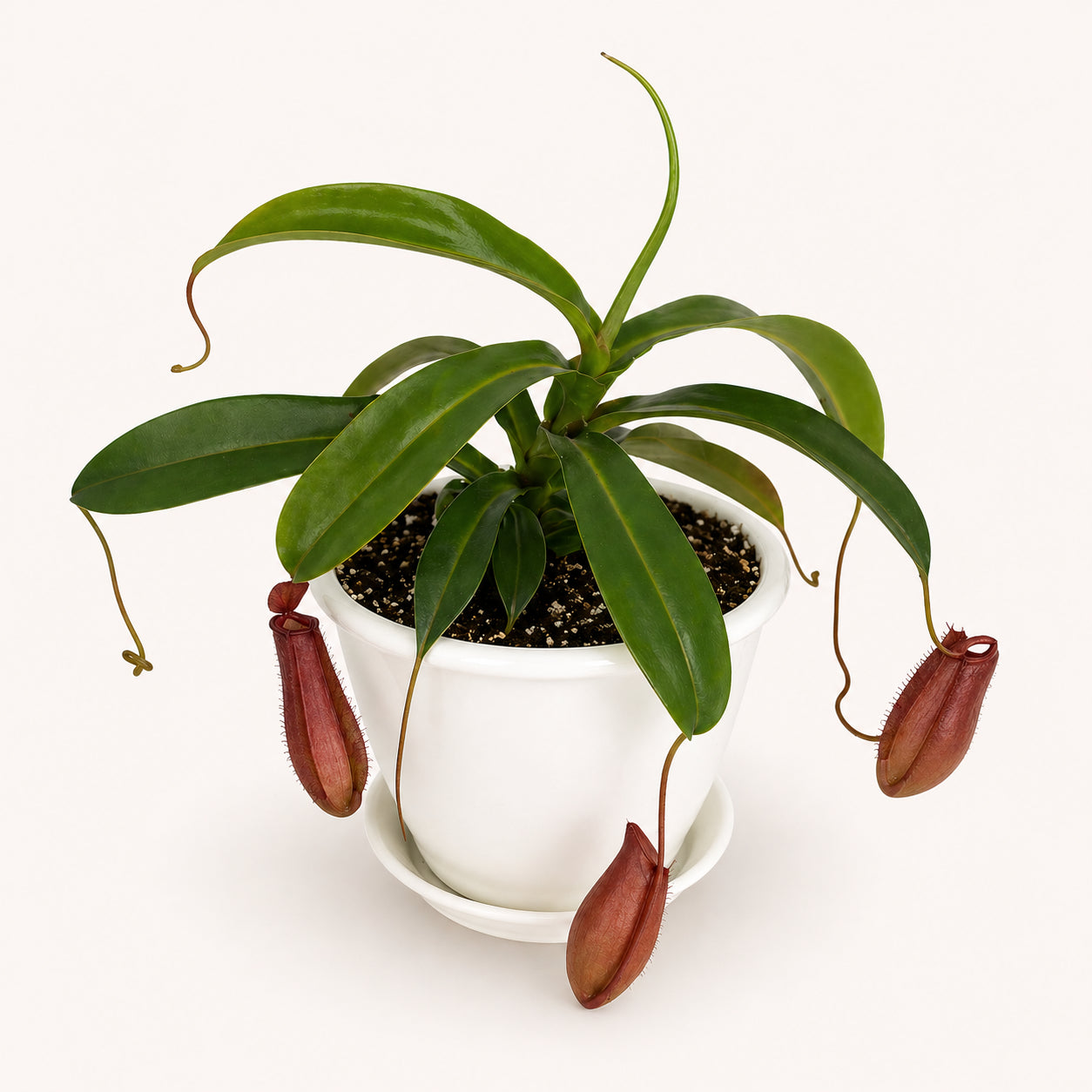 Nepenthes Bloody Mary