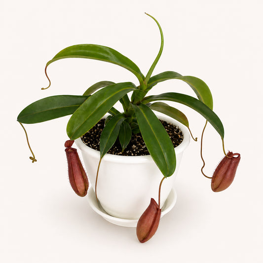 Nepenthes Bloody Mary
